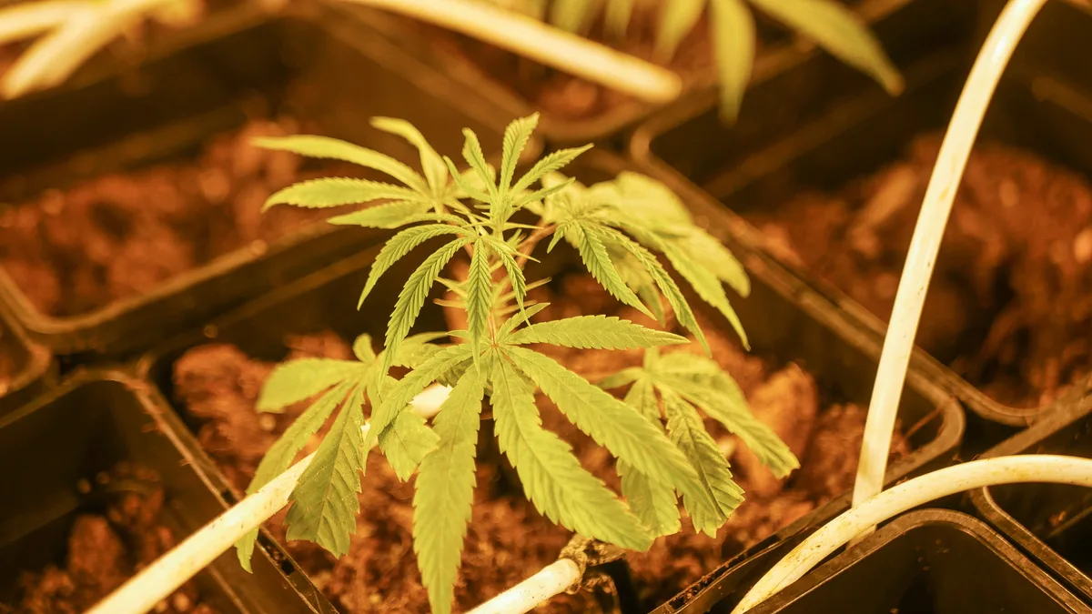 Man sieht CBD-Hanfpflanzen von Nahem. In den Beeten stecken weisse Bewässerungsschläuche.